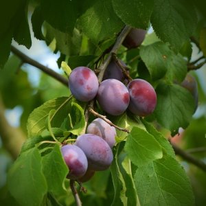 Slivka (Prunus domestica) ´KATINKA´ - skorá 150-190 cm, voľnokorenná